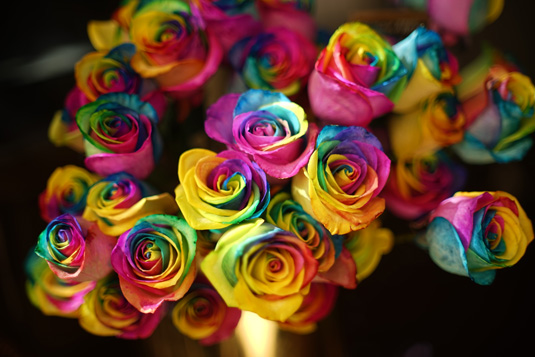 Rainbow Roses