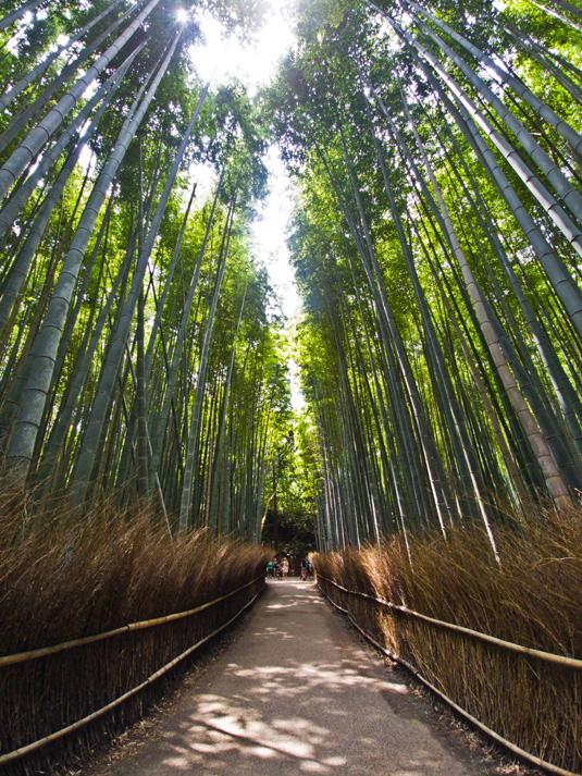 Arashiyama Bamboo Forest