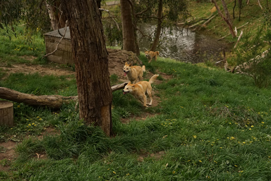 Dingoes in Cleland Conservation Park