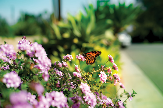 A Spring Butterfly